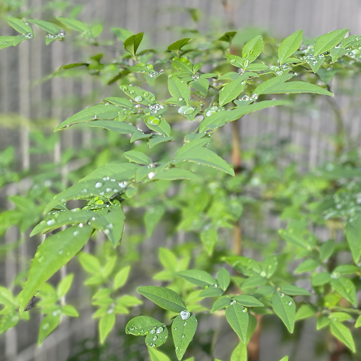 朝露ジュエリー