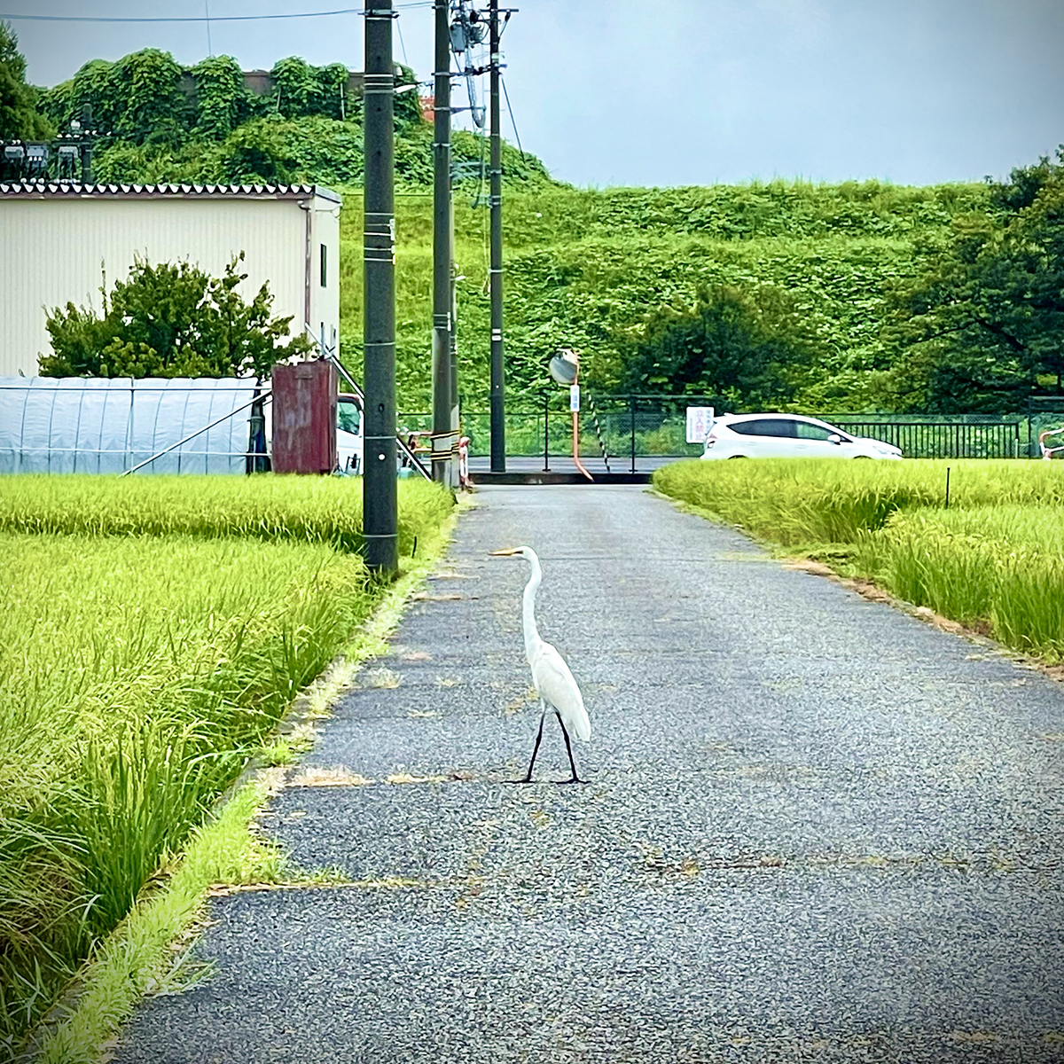 真っ赤なウソ