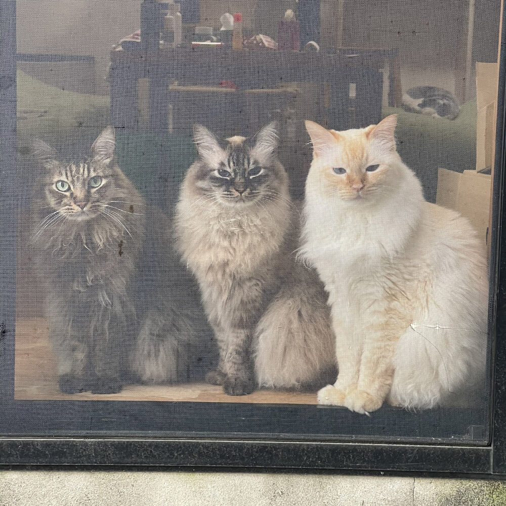 よぉそこの若ぇの
