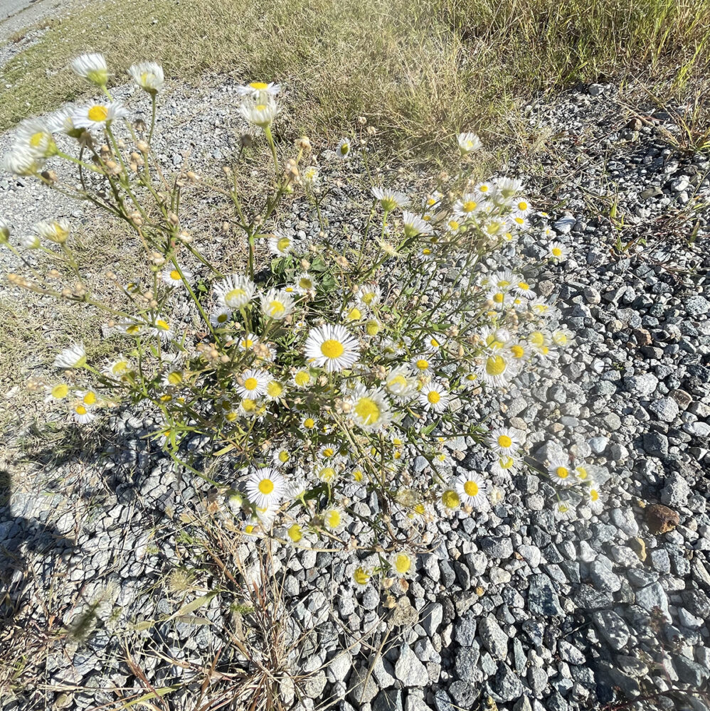 光の受け皿