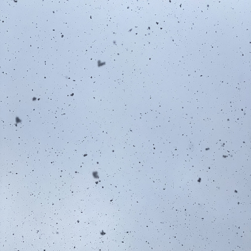 誰のものでもない