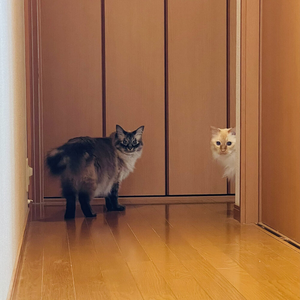 朝ごはん まだ？